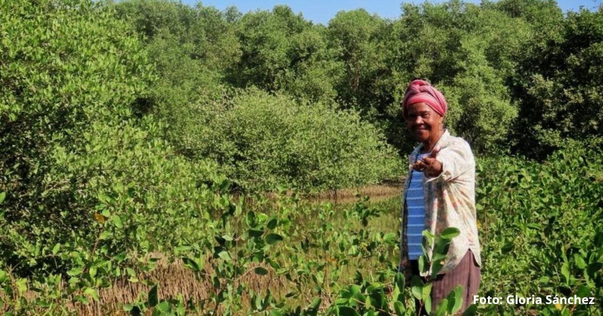  - Las mujeres afro que encontraron su libertad sembrando manglares en una vereda de Bolívar