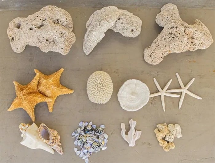 La Secretaría de Ambiente de Bogotá devolverá una tonelada de conchas, corales y estrellas al mar de San Andrés ambiente