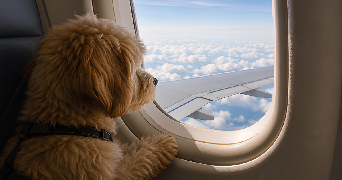 Mascota de apoyo emocional en avión Petfly - La plataforma que permite encontrar la aerolínea adecuada para viajar con su mascota en cabina
