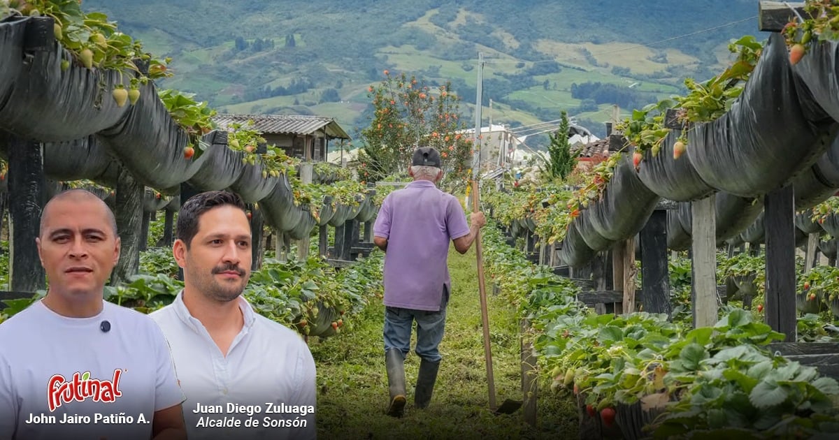 - Así logró Sonsón multiplicar por diez su producción de fresas y convertirse en fenómeno agrícola paisa