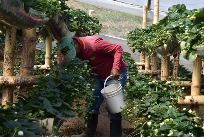  - Así logró Sonsón multiplicar por diez su producción de fresas y convertirse en fenómeno agrícola paisa