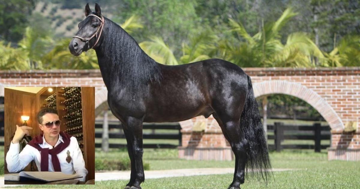 La familia del Cauca que lleva más de un siglo persiguiendo el caballo perfecto con su Criadero La Marqueza - La familia del Cauca que lleva más de un siglo persiguiendo el caballo perfecto con su Criadero La Marqueza