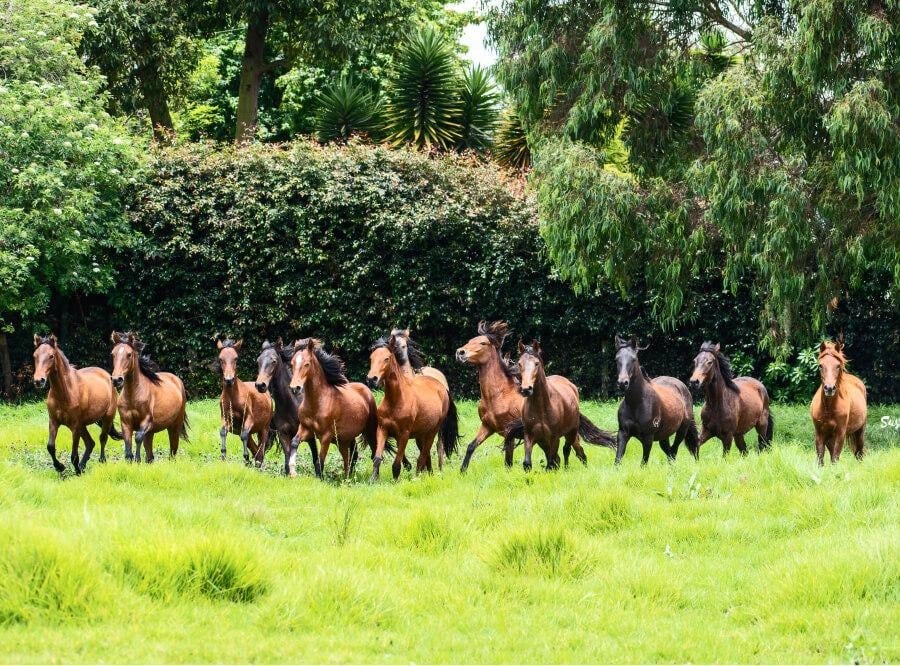 La familia del Cauca que lleva más de un siglo persiguiendo el caballo perfecto con su Criadero La Marqueza - La familia del Cauca que lleva más de un siglo persiguiendo el caballo perfecto con su Criadero La Marqueza