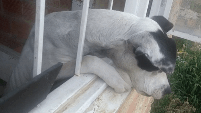 Los 3 alcaldes de Bogotá, que no terminaron la casa para animales abandonados a la que le han metido 60 mil millones - Los 3 alcaldes de Bogotá, que no terminaron la casa para animales abandonados a la que le han metido 60 mil millones