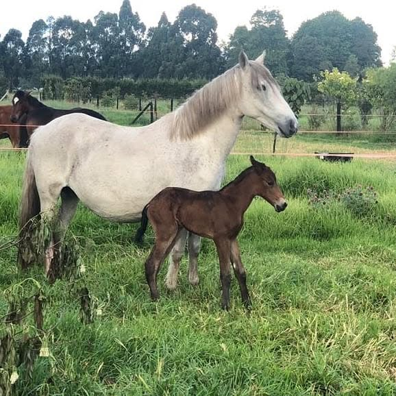La familia del Cauca que lleva más de un siglo persiguiendo el caballo perfecto con su Criadero La Marqueza - La familia del Cauca que lleva más de un siglo persiguiendo el caballo perfecto con su Criadero La Marqueza