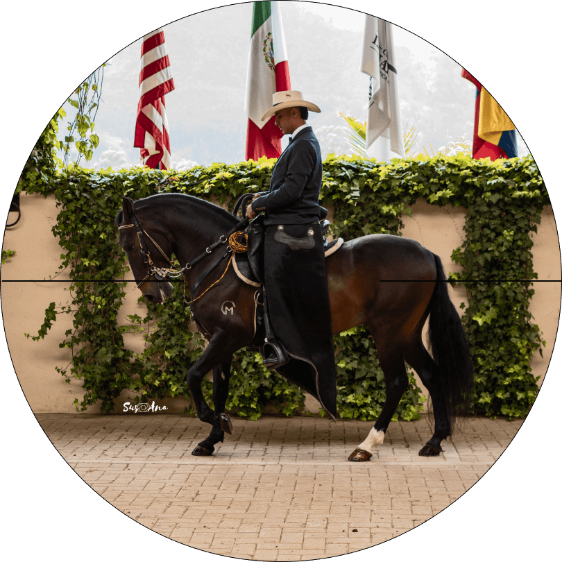 La familia del Cauca que lleva más de un siglo persiguiendo el caballo perfecto con su Criadero La Marqueza - La familia del Cauca que lleva más de un siglo persiguiendo el caballo perfecto con su Criadero La Marqueza