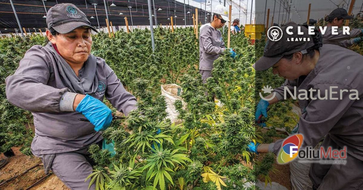 Workers in gray uniforms pruning cannabis plants in a greenhouse; blue gloves, logo overlays from Clever Leaves, NaturaEra, and FoliMed visible in the image. - Tres empresas de Boyacá y Cundinamarca son las que dominan las exportaciones de marihuana en el país