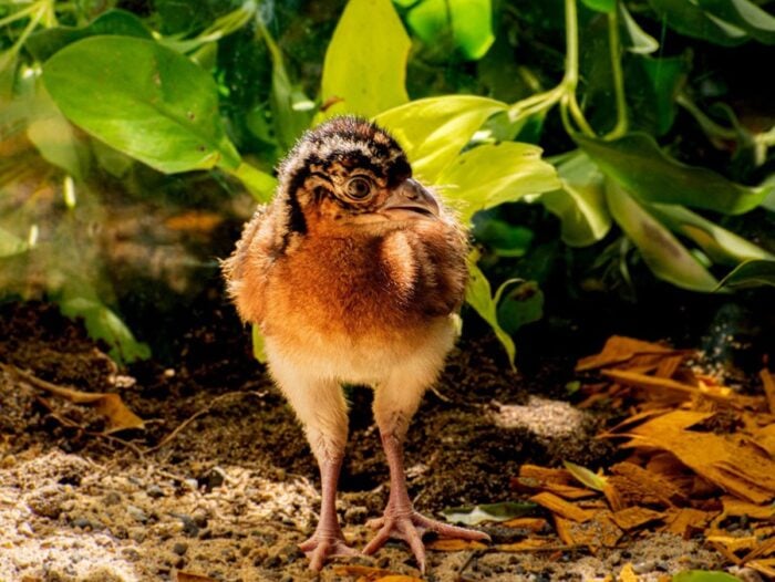 Milagro, el pájaro de 87 gramos en vía de extinción que el ministro Arjona convirtió en símbolo del giro de MinAmbiente Young chick standing on soil with green plants in the background, facing the camera. - Milagro, el pájaro de 87 gramos en vía de extinción que el ministro Arjona convirtió en símbolo del giro de MinAmbiente