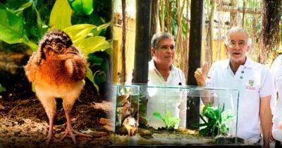 Milagro, el pájaro de 87 gramos en vía de extinción que el ministro Arjona convirtió en símbolo del giro de MinAmbiente