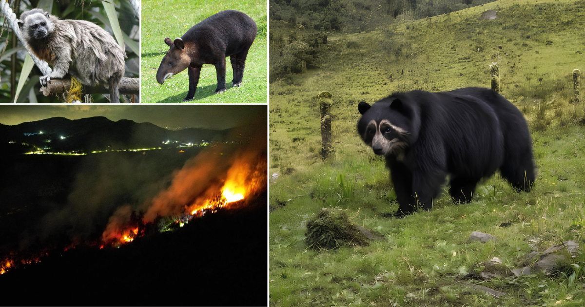 Animales amenazados incendios Tolima - El oso de anteojos y otras especies en vía de extinción que son amenazadas por las llamas en Tolima