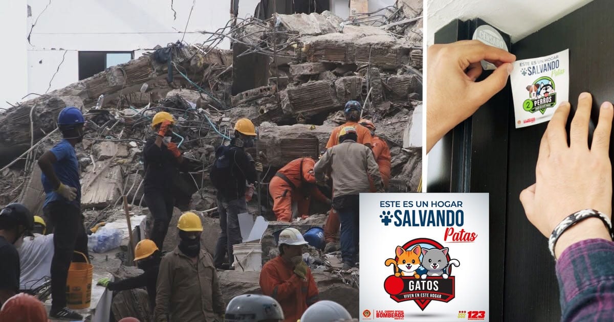 Salvando Patas terremoto Bogotá - Cómo registrar a su mascota para que los bomberos la puedan buscar en caso de un terremoto