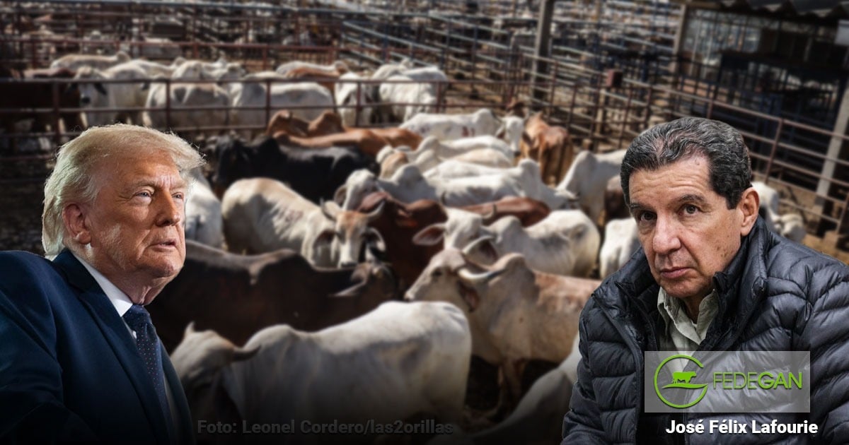Two men at a cattle farm with a crowded pen of cows behind them and a FEDEGAN logo bottom-right. - La oportunidad de importación de carne que abrió Trump que Colombia no tiene como aprovechar