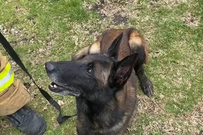 Cinco perros y su olfato entrenado buscan vida entre los escombros del terremoto en Colombia - Cinco perros y su olfato entrenado buscan vida entre los escombros del terremoto en Colombia