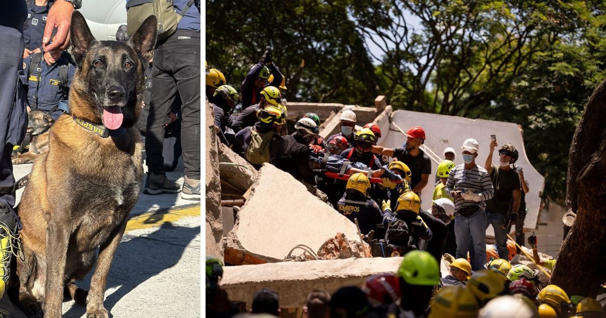  - Cinco perros y su olfato entrenado buscan vida entre los escombros del terremoto en Colombia 