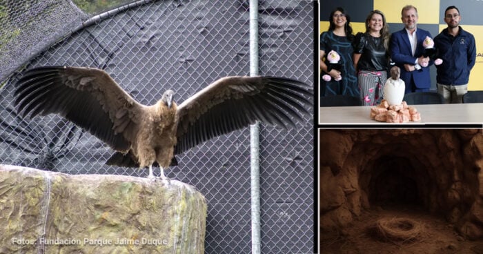 Las2orillas.co: Historias, voces y noticias de Colombia Large bird of prey with wings spread, perched on a rock inside a chain‑link fenced enclosure (photo credit Fundación Parque Jaime Duque). - Las2orillas.co: Historias, voces y noticias de Colombia