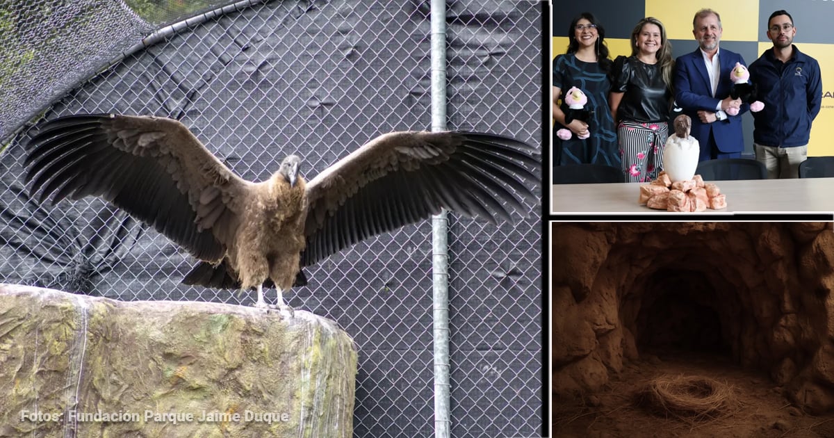 Large bird of prey with wings spread, perched on a rock inside a chain‑link fenced enclosure (photo credit Fundación Parque Jaime Duque). - El regreso del cóndor a los páramos, una proeza que logró un equipo de científicos trabajando en el parque Jaime Duque