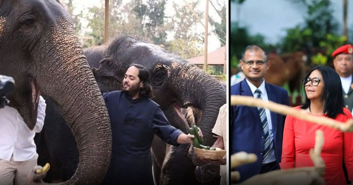 Two elephants being fed by people: a man offers fruit while an elephant trunk reaches toward him in a sanctuary setting (informative image). - El plan del millonario indio que quería los 80 hipopótamos de Escobar, con los animales silvestres de Venezuela