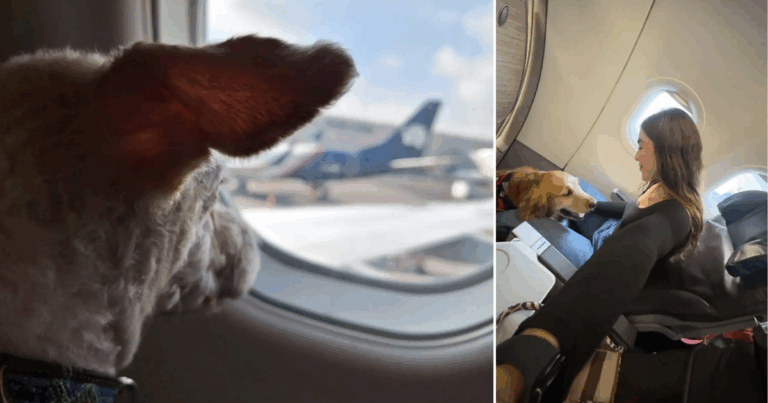 Petfly, plataforma para viajar con mascotas - Las2orillas.co: Historias, voces y noticias de Colombia