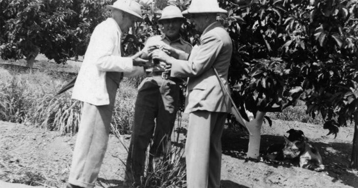 La multinacional sudafricana que convirtió al aguacate colombiano en un negocio global