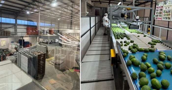 La multinacional sudafricana que convirtió al aguacate colombiano en un negocio global Plantas de selección