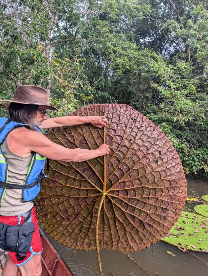 La odisea de dos botánicos que se internaron durante días en la selva de Guainía para hallar la gigante flor Victoria La odisea de dos botánicos que se internaron durante días en la selva de Guainía para hallar la gigante flor Victoria - La odisea de dos botánicos que se internaron durante días en la selva de Guainía para hallar la gigante flor Victoria