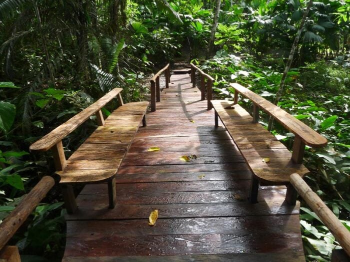 El hotel de lujo que el pintor Diego Samper levantó en la selva del Amazonas desde hace 40 años Wooden boardwalk with benches on both sides winding through dense tropical vegetation. - El hotel de lujo que el pintor Diego Samper levantó en la selva del Amazonas desde hace 40 años