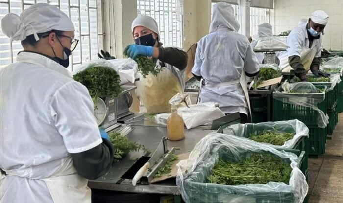 Cuatro familias colombianas transformaron sus huertas en un negocio de hierbas aromáticas de exportación Proceso de selección