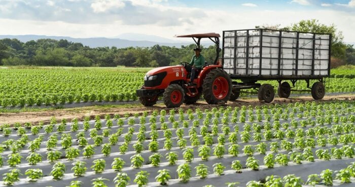 Cuatro familias colombianas transformaron sus huertas en un negocio de hierbas aromáticas de exportación Cultivos