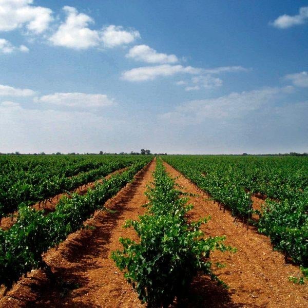 Quiénes están detrás de los buenos y económicos vinos que se venden los Santo Domingo en sus D1 - Quiénes están detrás de los buenos y económicos vinos que se venden los Santo Domingo en sus D1
