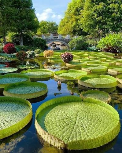 La odisea de dos botánicos que se internaron durante días en la selva de Guainía para hallar la gigante flor Victoria La odisea de dos botánicos que se internaron durante días en la selva de Guainía para hallar la gigante flor Victoria - La odisea de dos botánicos que se internaron durante días en la selva de Guainía para hallar la gigante flor Victoria